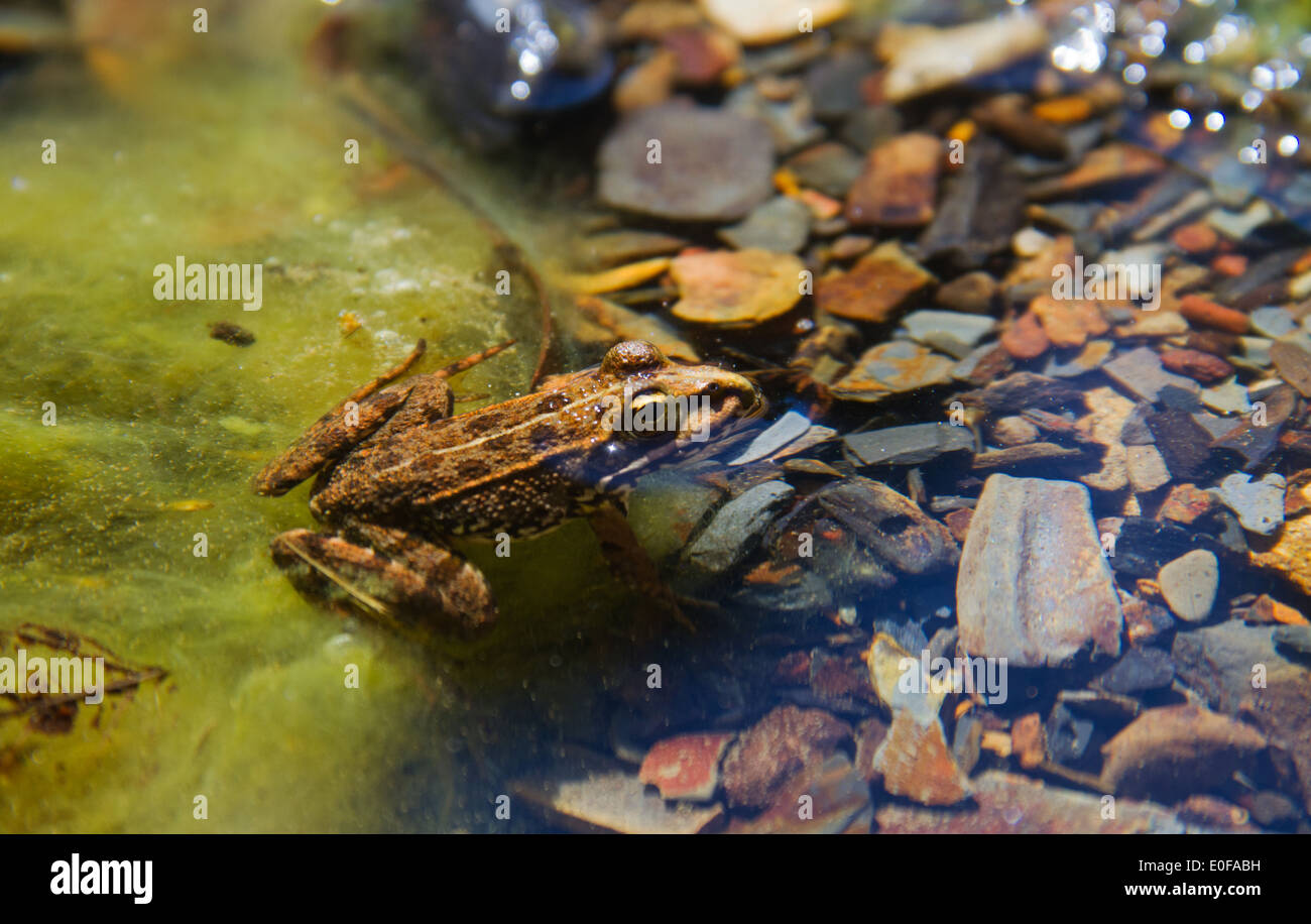 Green marsh frog (Rana Ridibunda) in shallow water Stock Photo