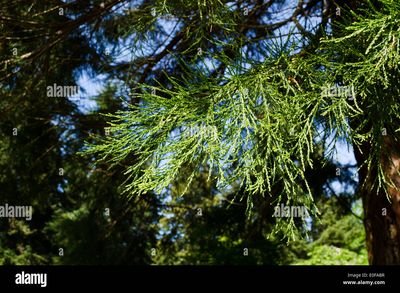Branches of the Giant Sequoia tree, Sequoiadendron gigantean in Washington State, U.S.A. Stock Photo