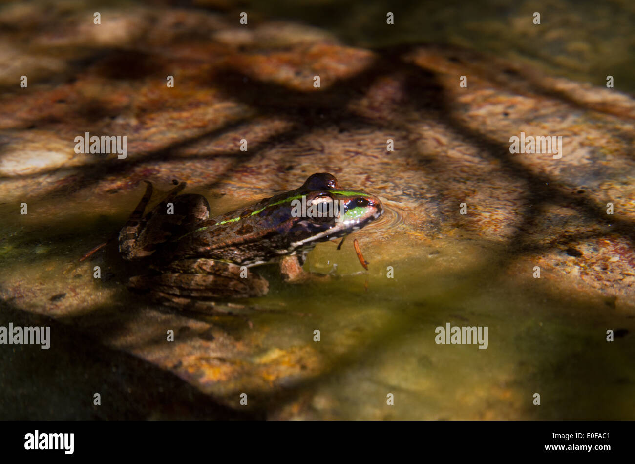 Green marsh frog (Rana Ridibunda) in shallow water Stock Photo