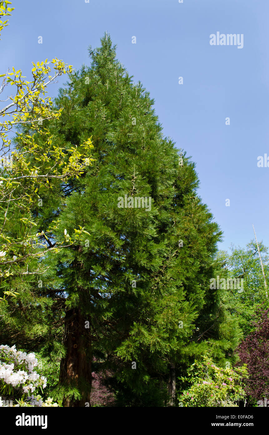 Giant Sequoia tree, Sequoiadendron gigantean in Washington State, U.S.A. Stock Photo