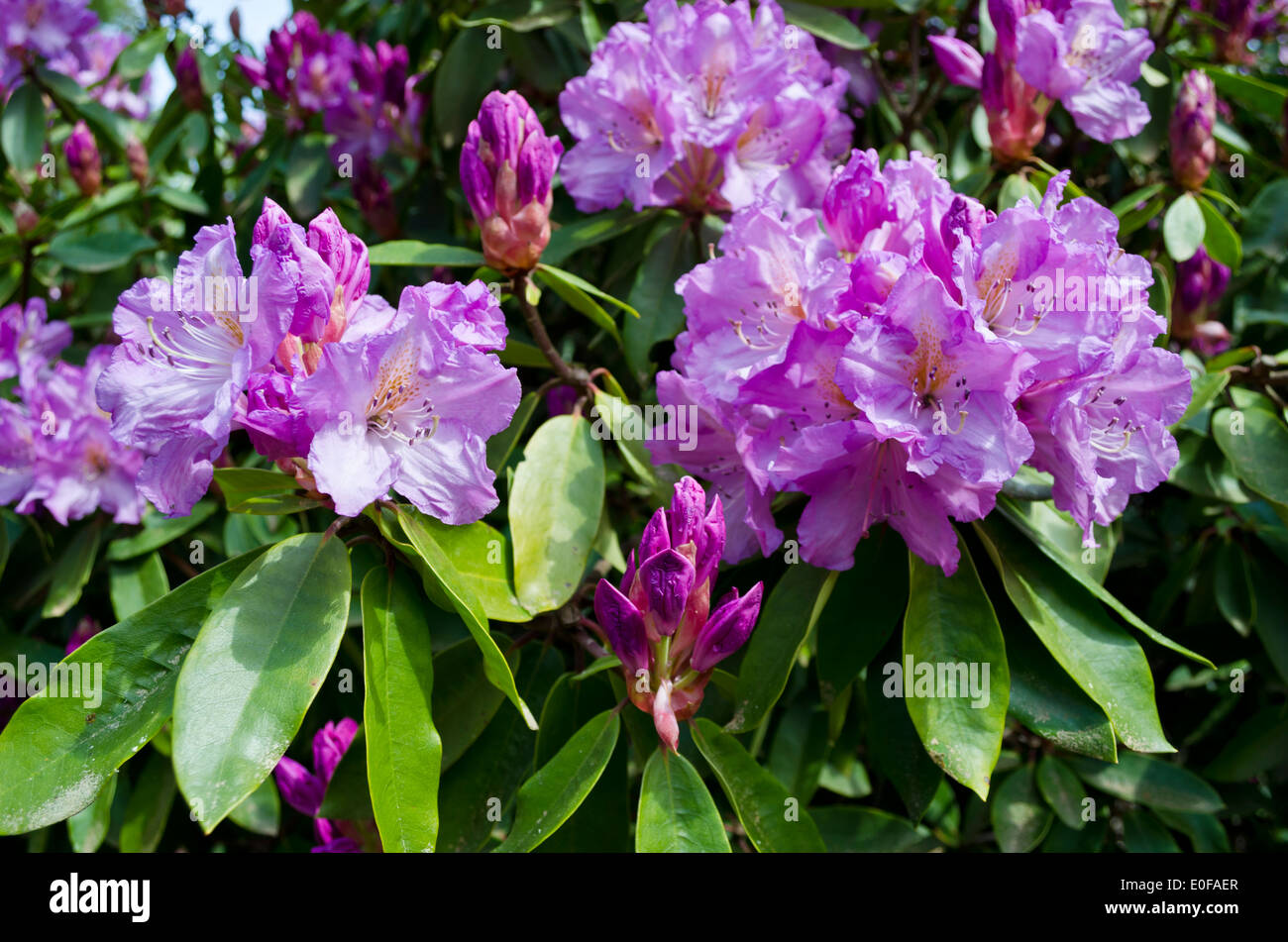 Purple rhododendron flowers in full and partial bloom.  At Meerkerk gardens on Whidbey Island in Washington State, U.S.A. Stock Photo