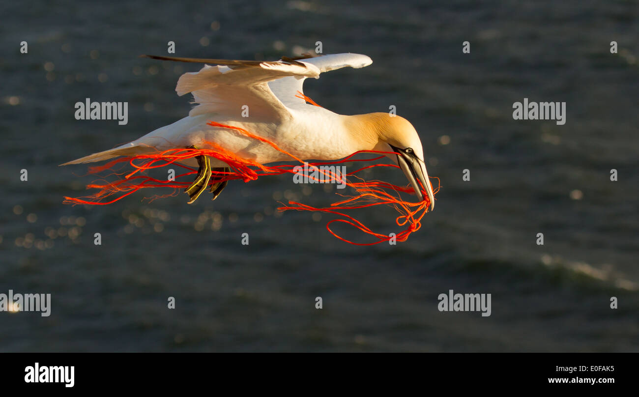 Diving rope hi-res stock photography and images - Alamy