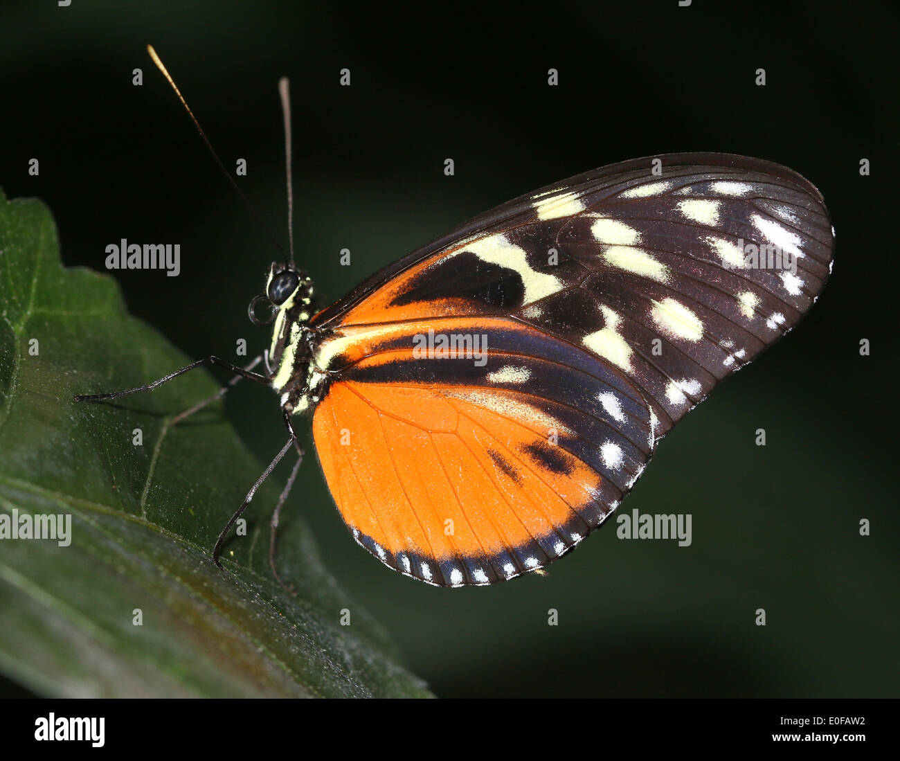 Tiger Longwing, Hecale Longwing or Golden Longwing butterfly (Heliconius Hecale) in profile Stock Photo