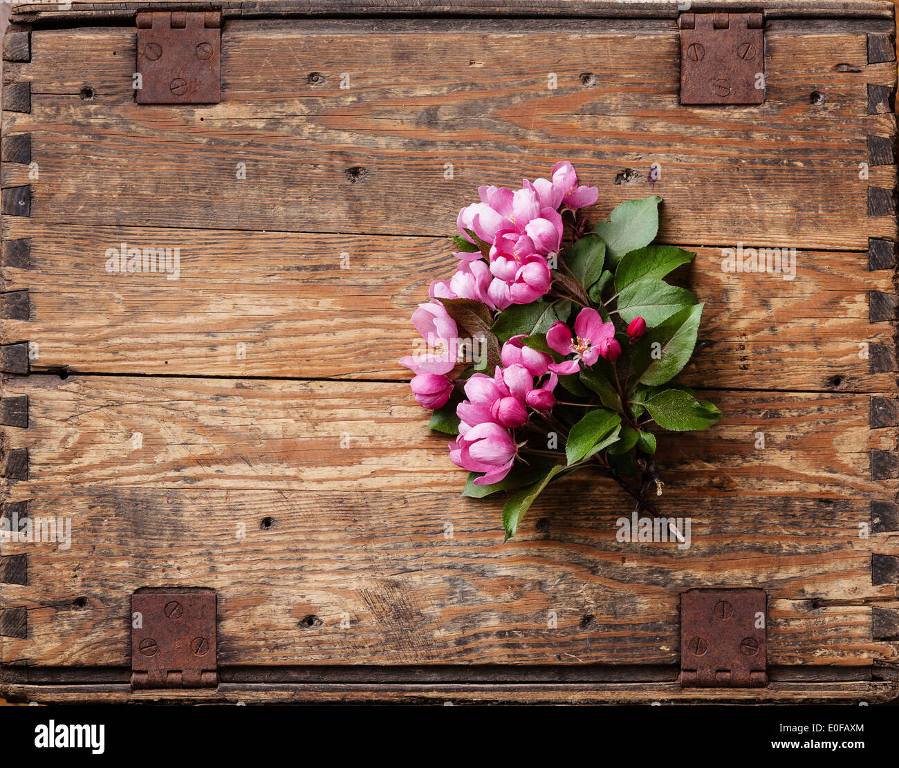 Blossoming branch of Pink apple tree on wooden background Stock Photo