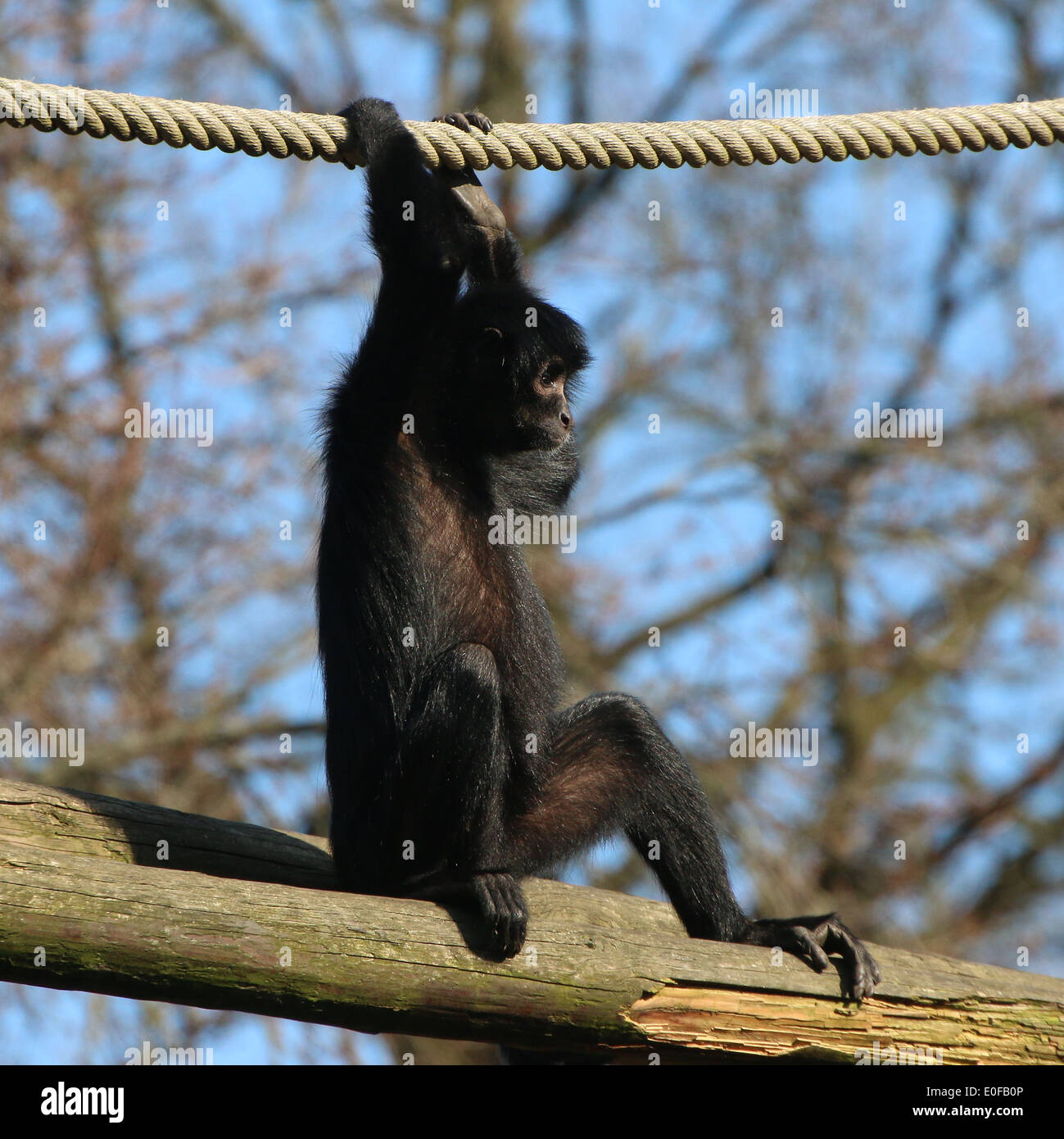 Colombian Black-headed spider monkey ( Ateles fusciceps Robustus) at Emmen Zoo, The Netherlands Stock Photo