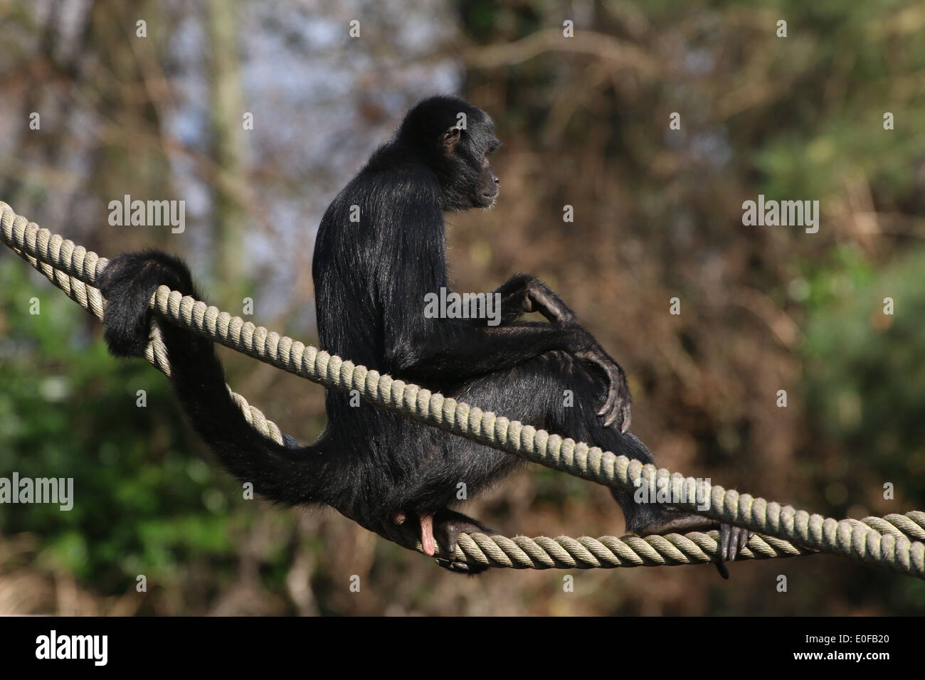 Black headed spider monkey ( Ateles fusciceps) Stock Photo