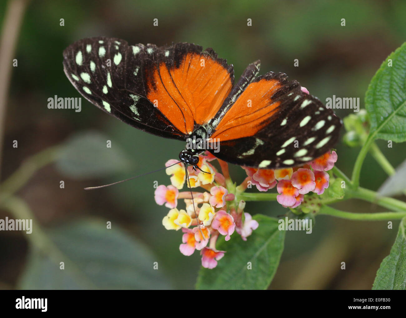 Tiger Longwing, Hecale Longwing or Golden Longwing butterfly (Heliconius Hecale) feeding on a tropical flower Stock Photo