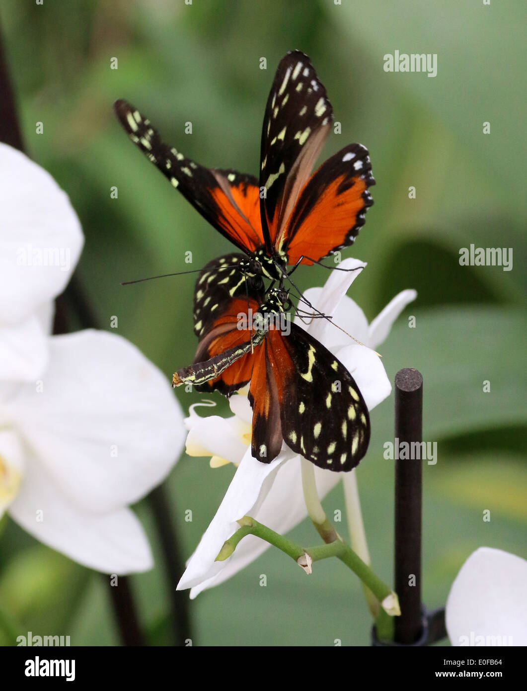 Tiger Longwing, Hecale Longwing or Golden Longwing butterfly (Heliconius Hecale) feeding on a tropical flower Stock Photo