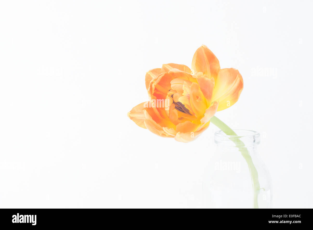Single tulip, a photograph of a orange tulip. Stock Photo