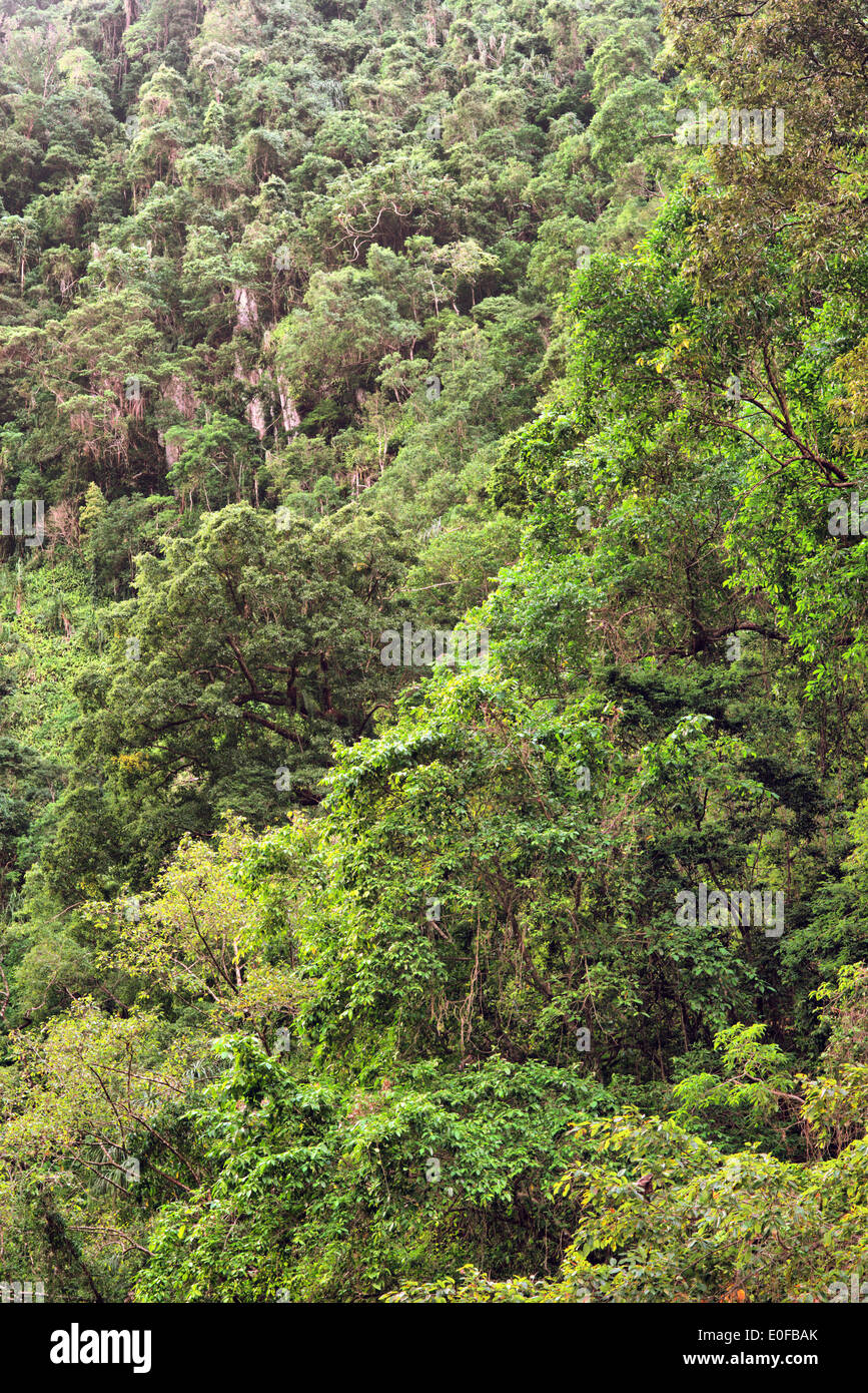 rainforest at the Crystal Cascades, near Cairns, Queensland, Australia Stock Photo