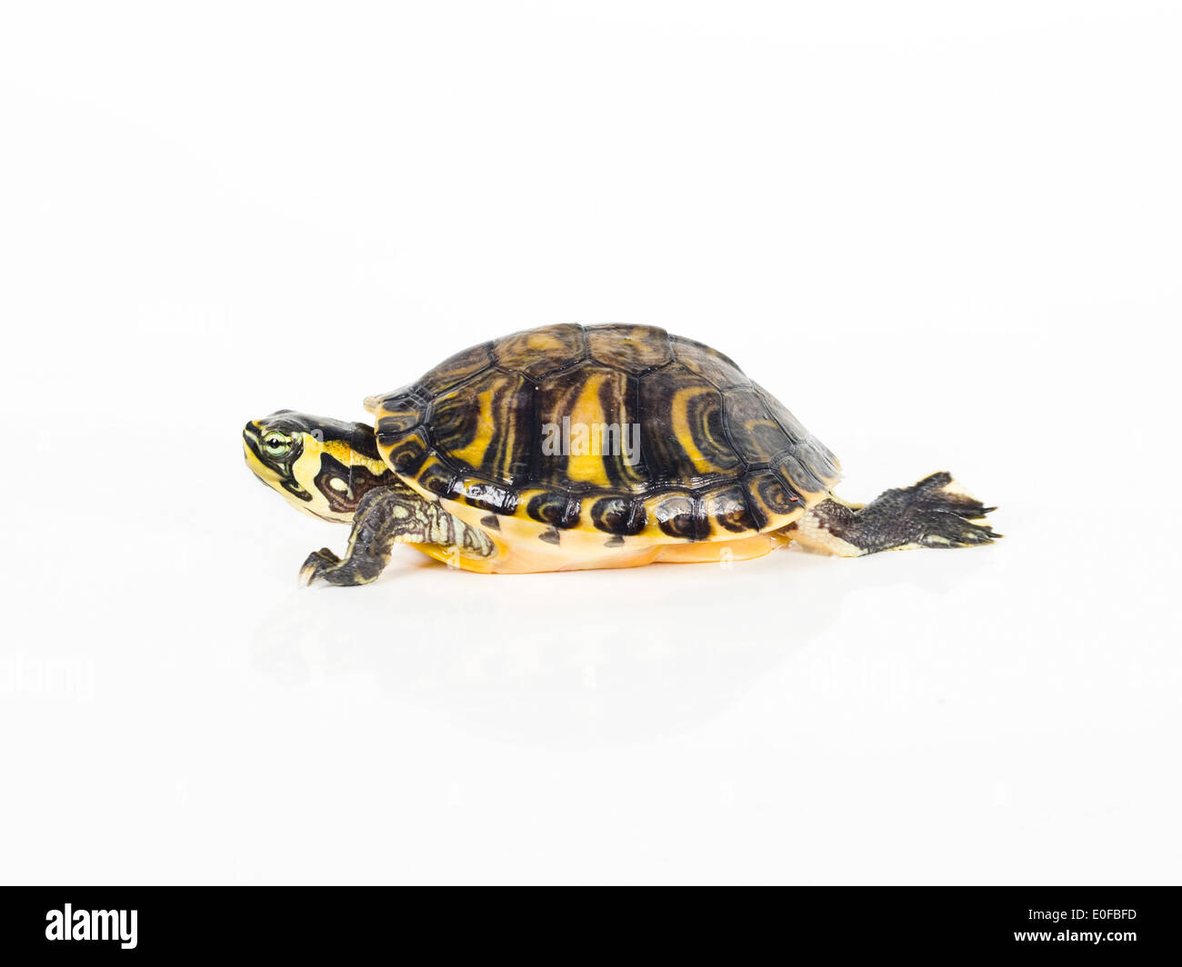 Pet turtles on white background Stock Photo - Alamy