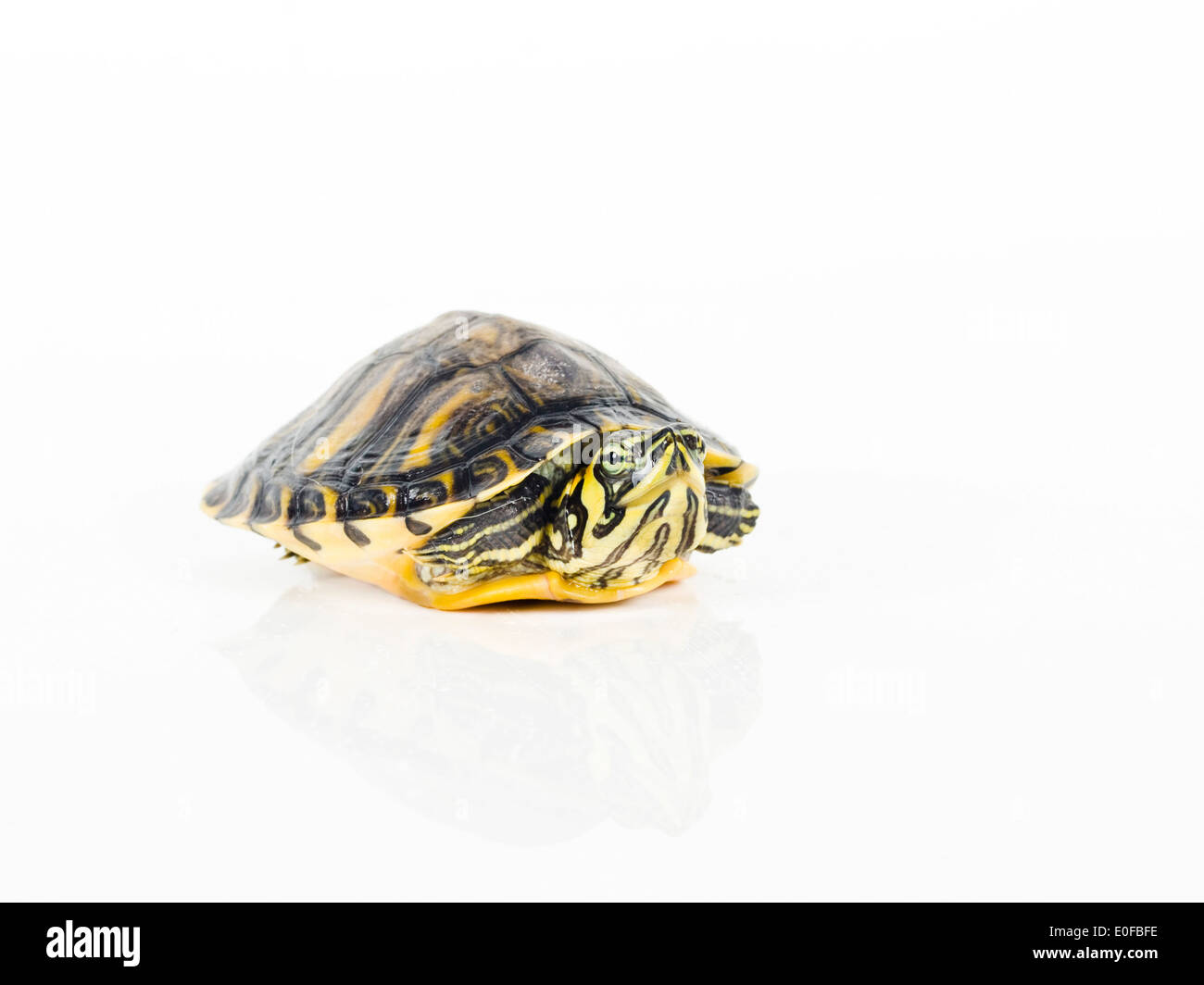 Pet turtles hi-res stock photography and images - Alamy