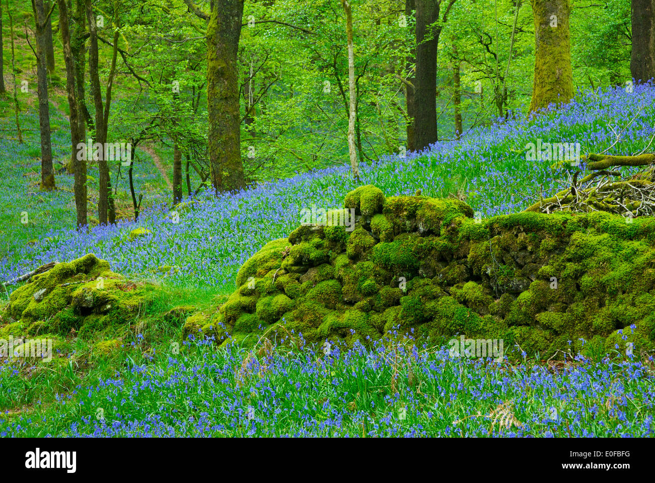 Jiffy Knotts Wood, near Brathay, South Lakeland, Lake District National Park, Cumbria, England UK Stock Photo