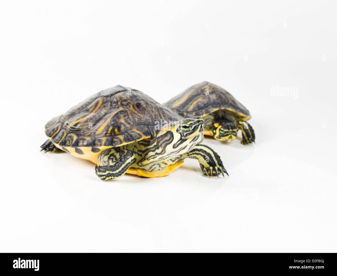 Turtle White Background