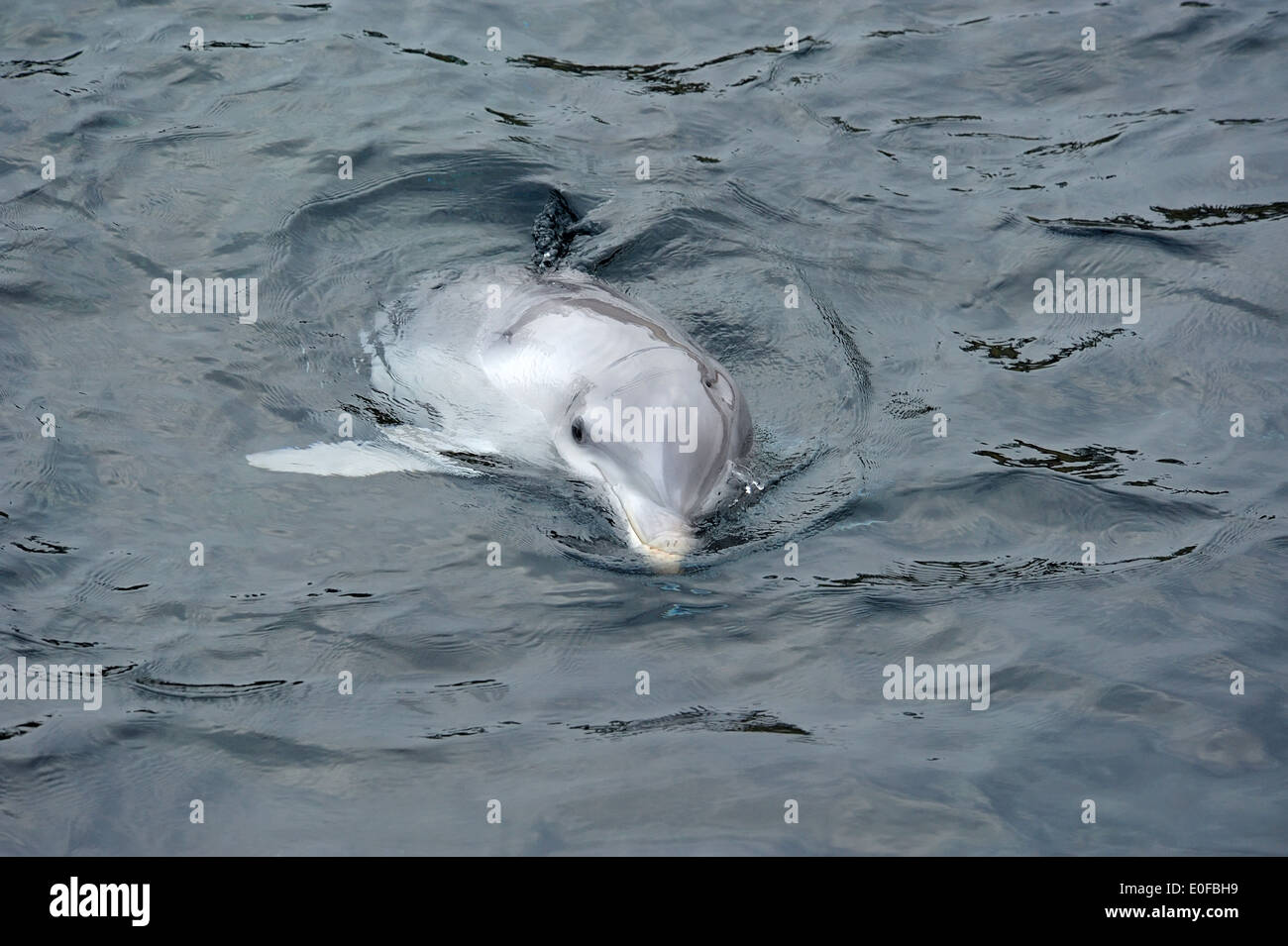 Tümmler (Tursiops truncatus) • Nürnberg, Bayern, Deutschland Stock Photo