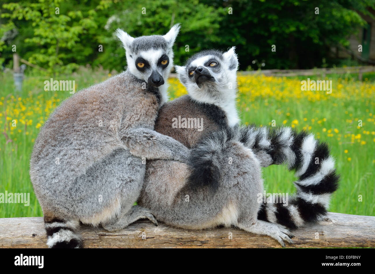 Huddle of lemurs outdoors Stock Photo