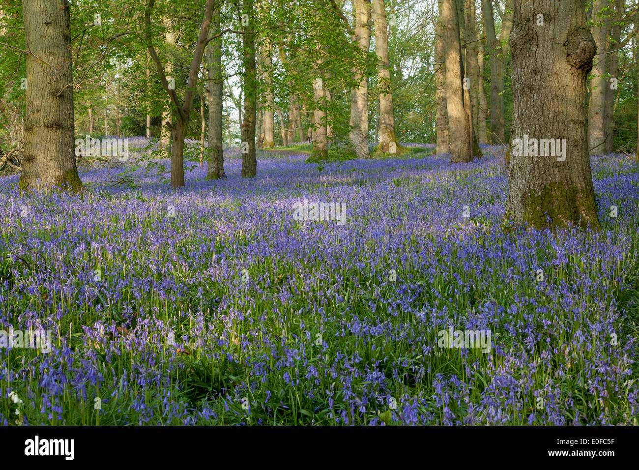 Bluebells and trees 2 Stock Photo - Alamy