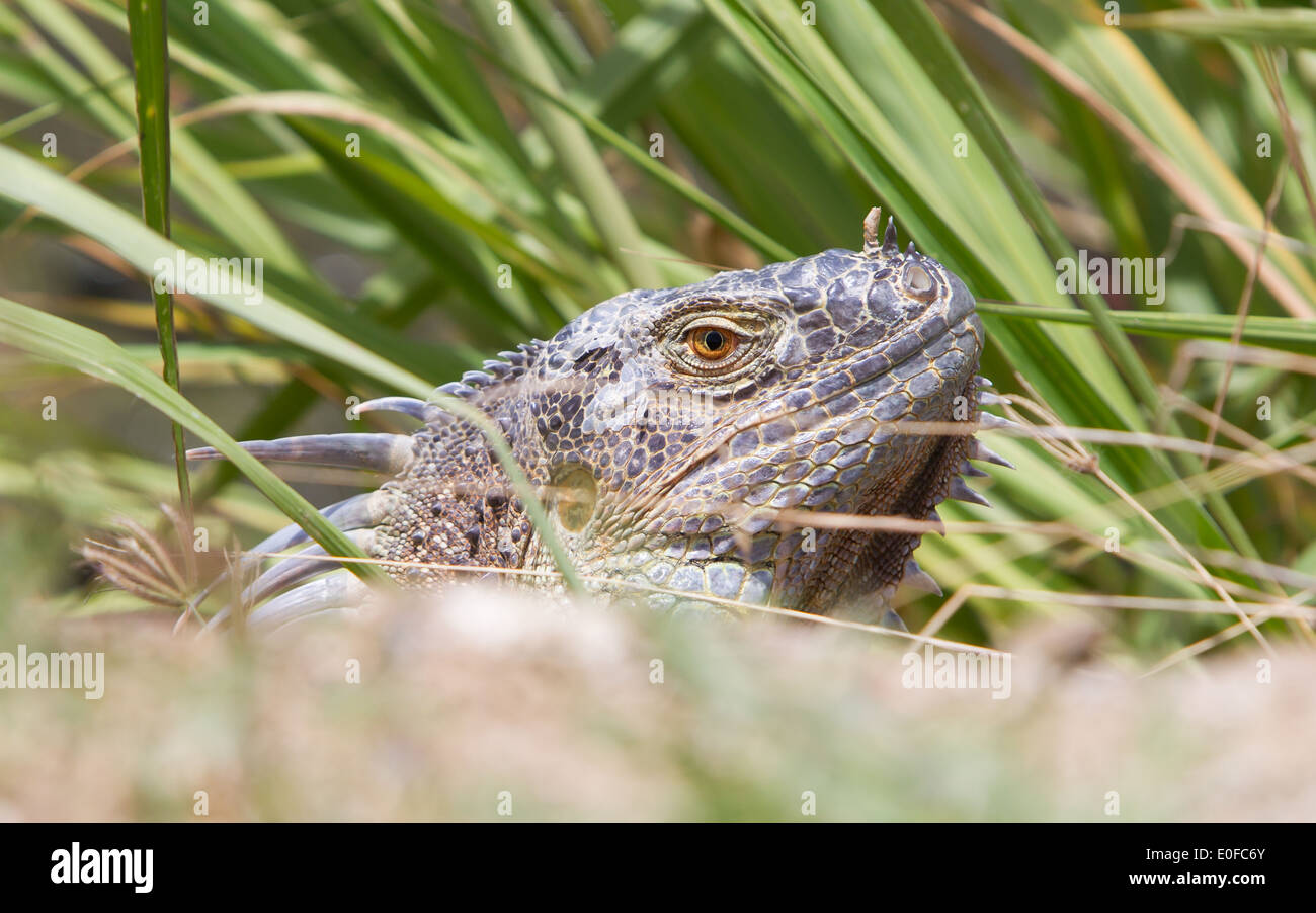 Iguana (Iguana iguana) in it's natural habitat Stock Photo - Alamy