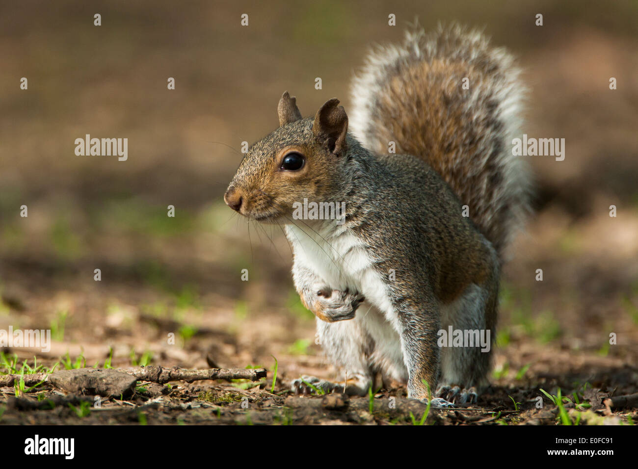 Grey squirrel close-up Stock Photo