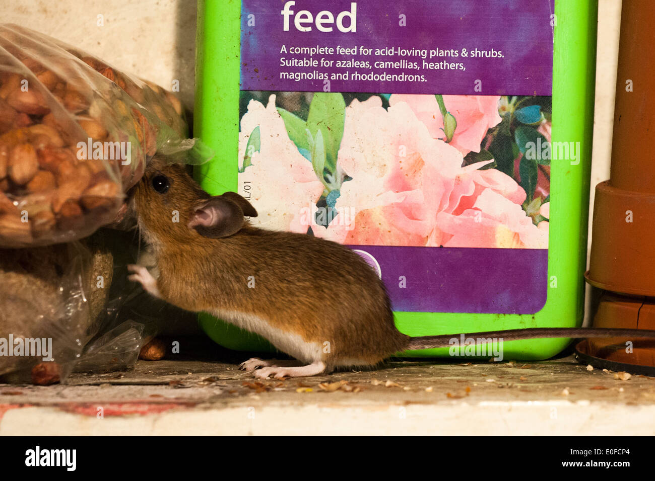 Wood mouse stealing peanuts 2 Stock Photo