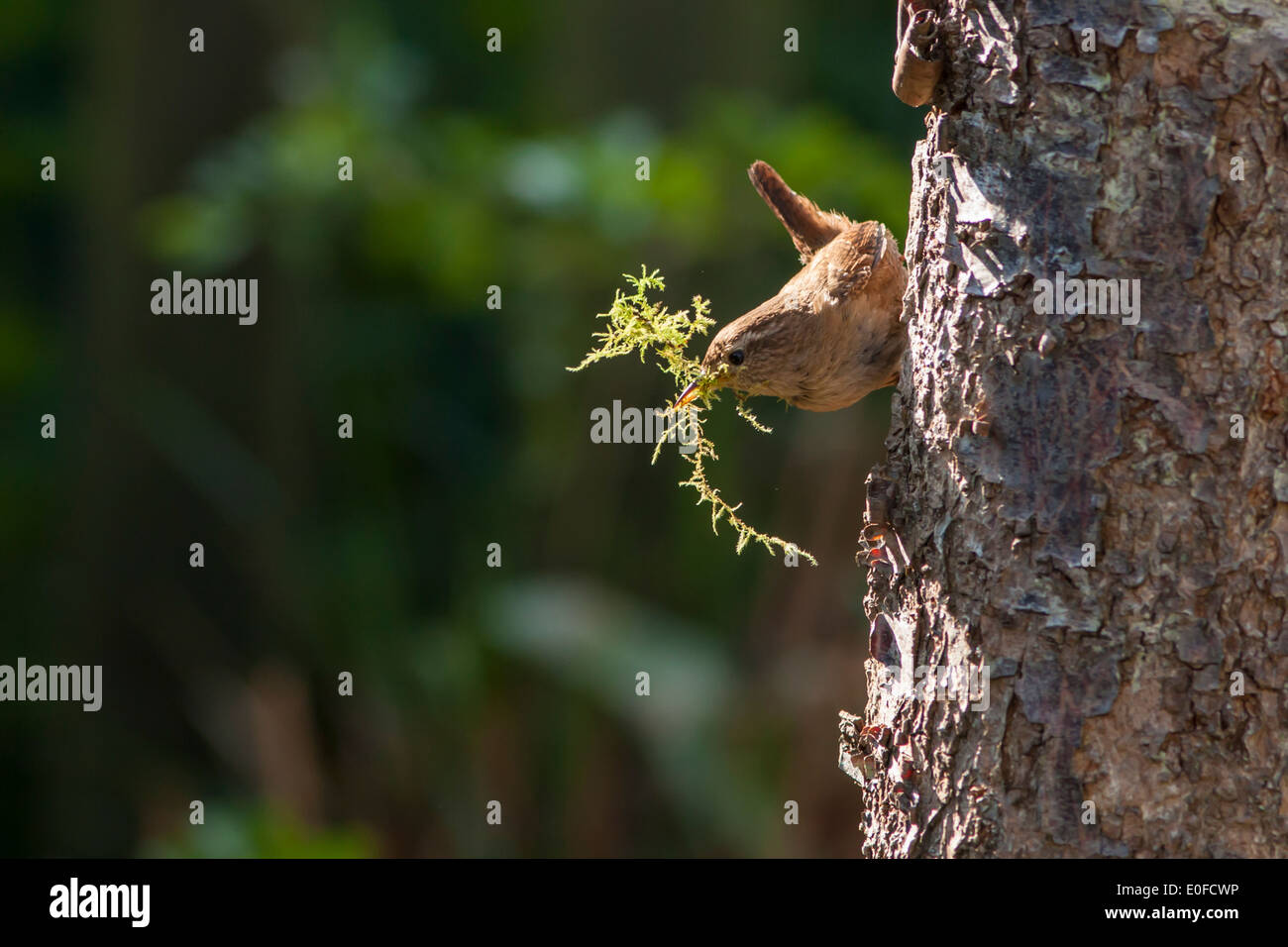 Wren on tree trunk with nesting material Stock Photo
