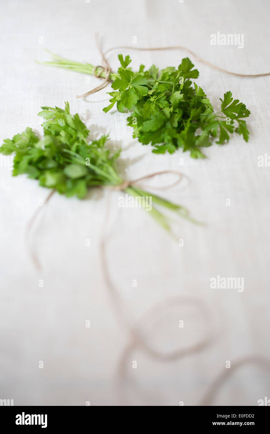 Two bunches of coriander tied with string Stock Photo