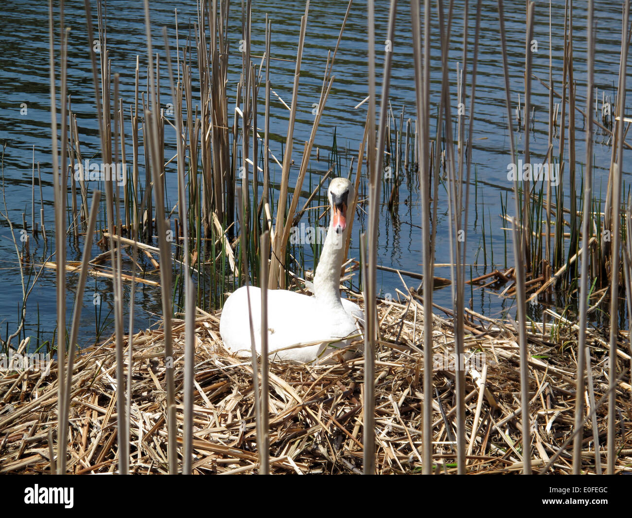 Swan nesting in Grenadier Pond, High Park. Stock Photo