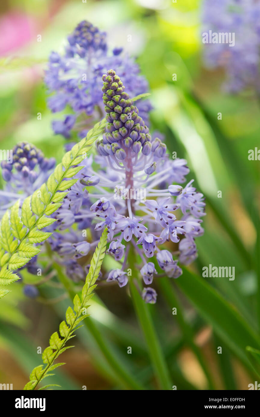 Polystichum Tsussimense leaf  and Scilla litardierei flowers. Korean rock fern and Amethyst Meadow Squill Stock Photo