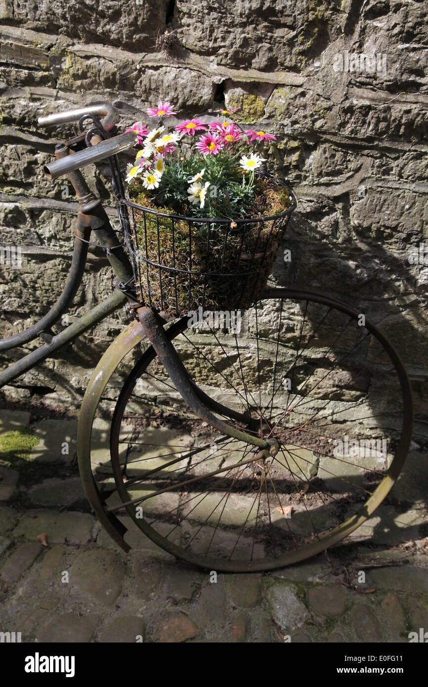 Flowers on a rusty Bicycle.Romantic Flower art. Stock Photo