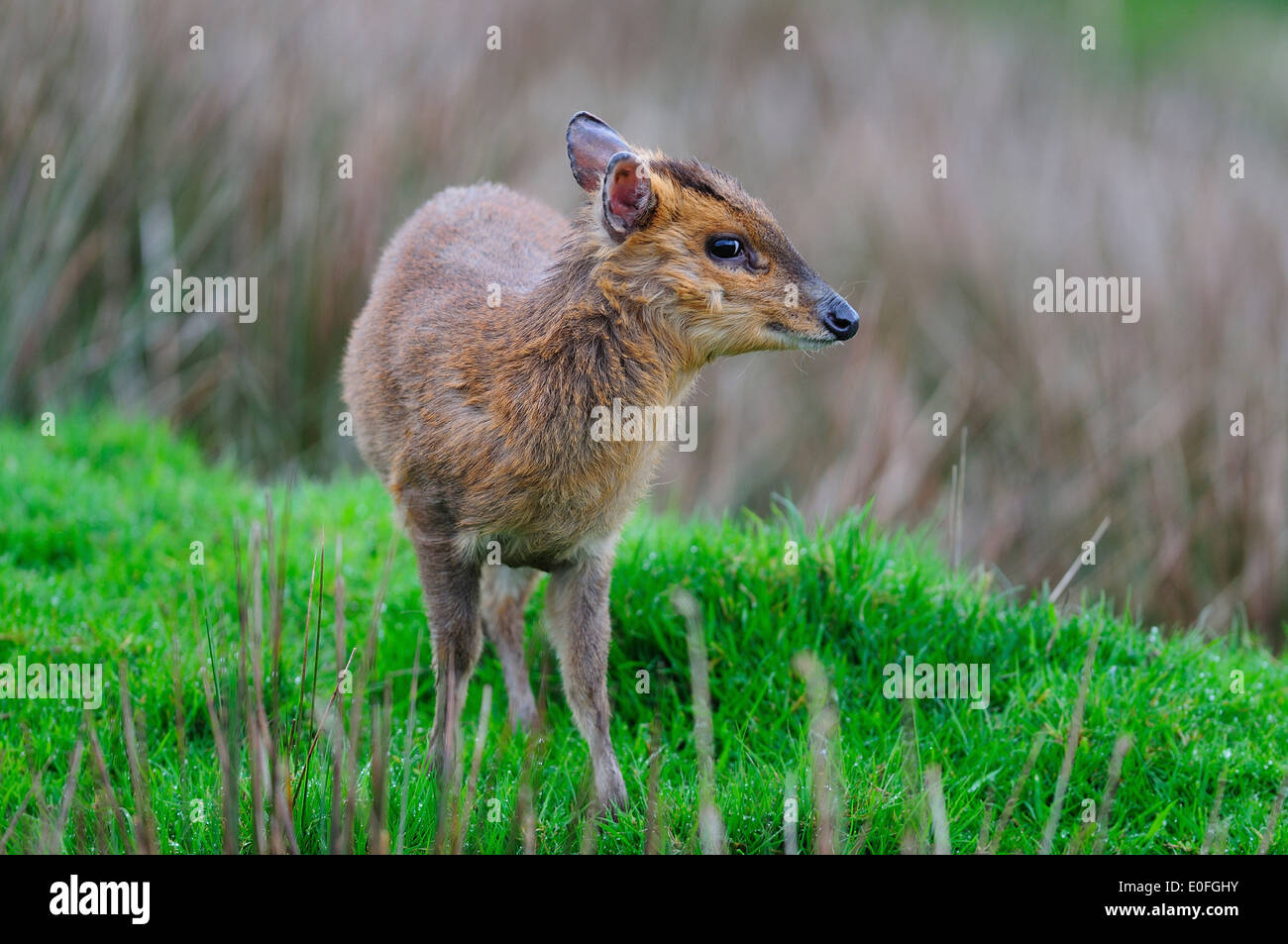 muntjac deer muntiacus reevesi mammal animal wild wildlife Artiodactyla Cervidae Stock Photo