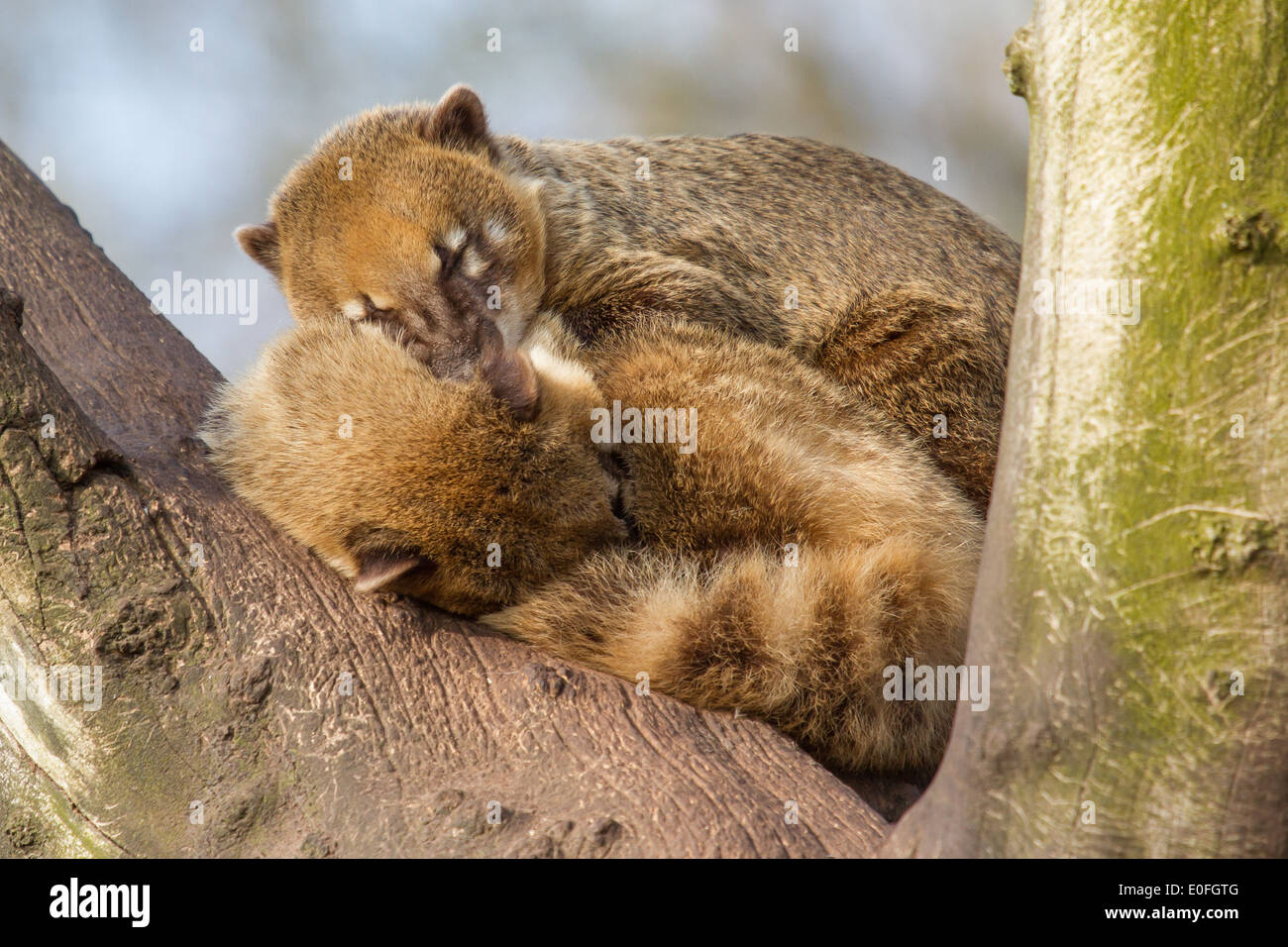 Two coatimundis are sleeping in a tree Stock Photo