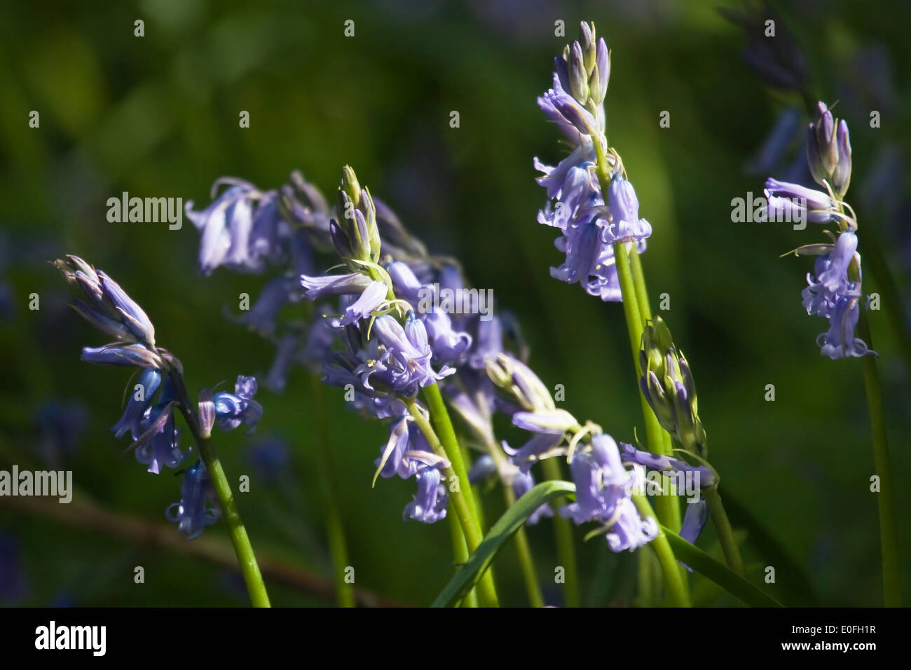 Bluebell carpet in woodlands Stock Photo - Alamy