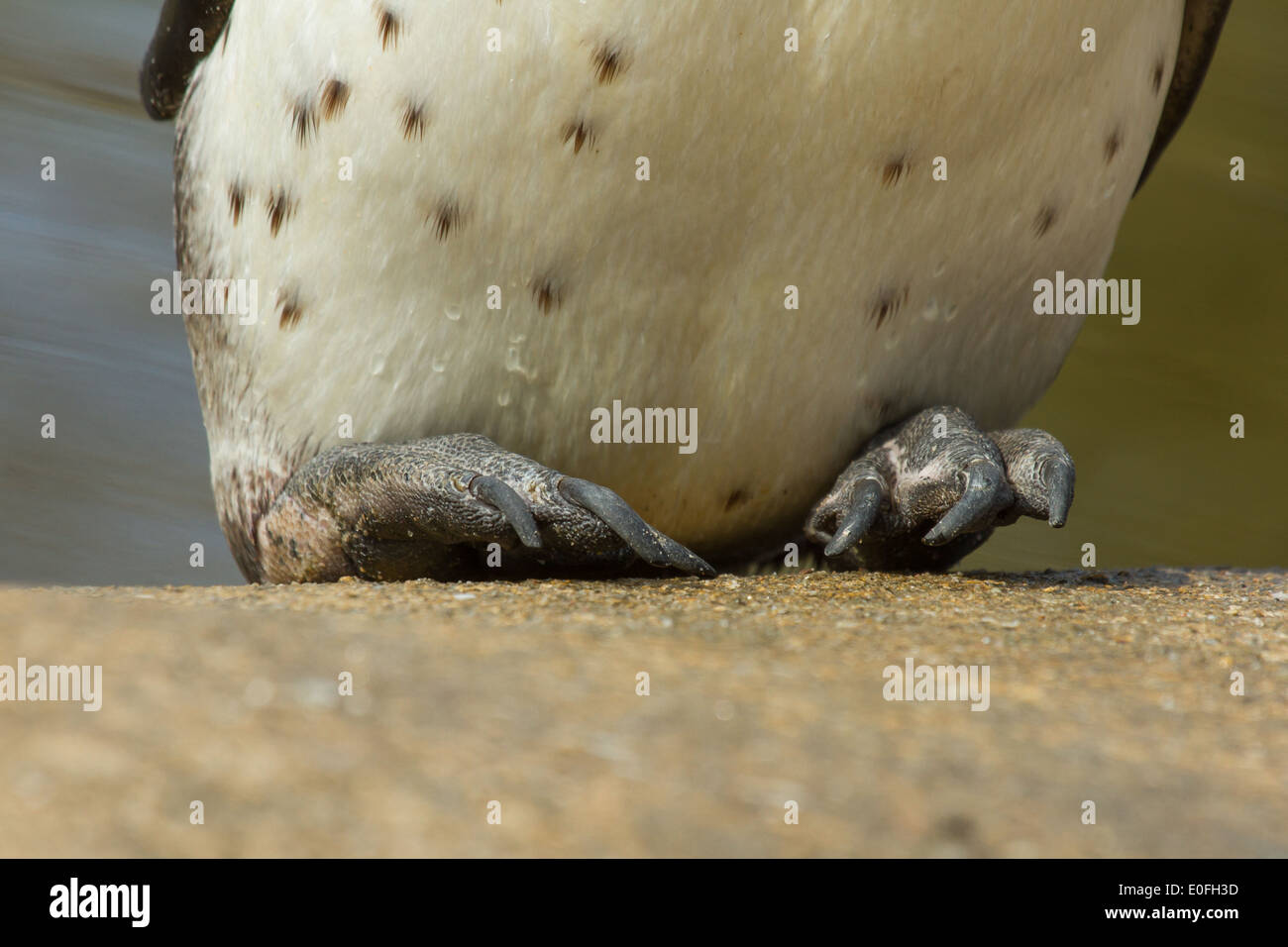 The feet of a Humboldt penguin in a dutch zoo Stock Photo