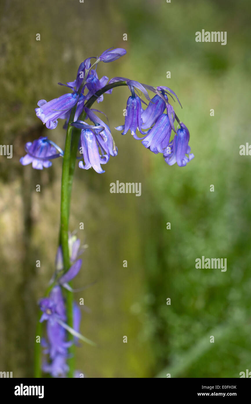 Bluebell carpet in woodlands Stock Photo - Alamy