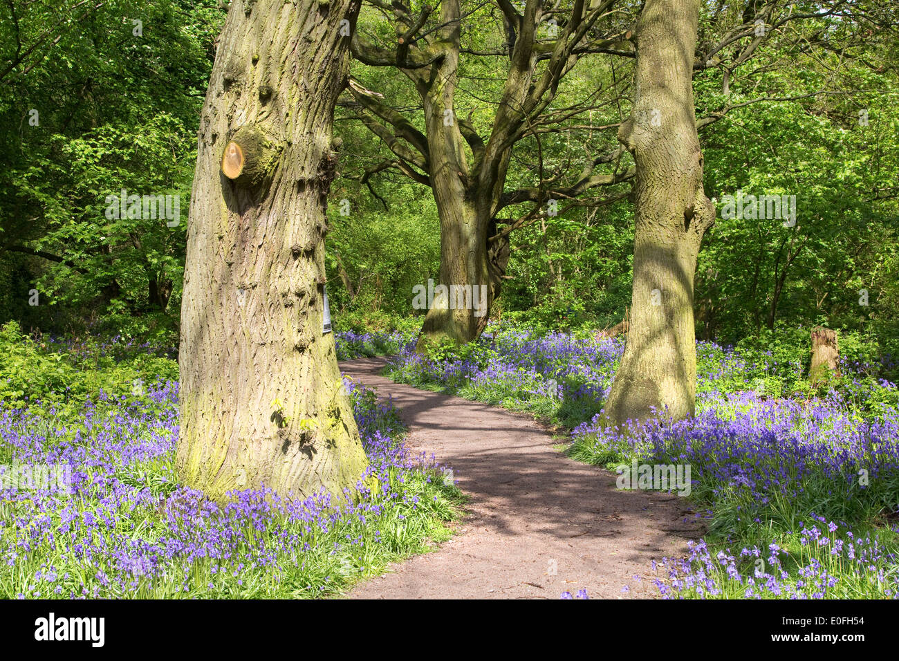 Bluebell carpet in woodlands Stock Photo - Alamy