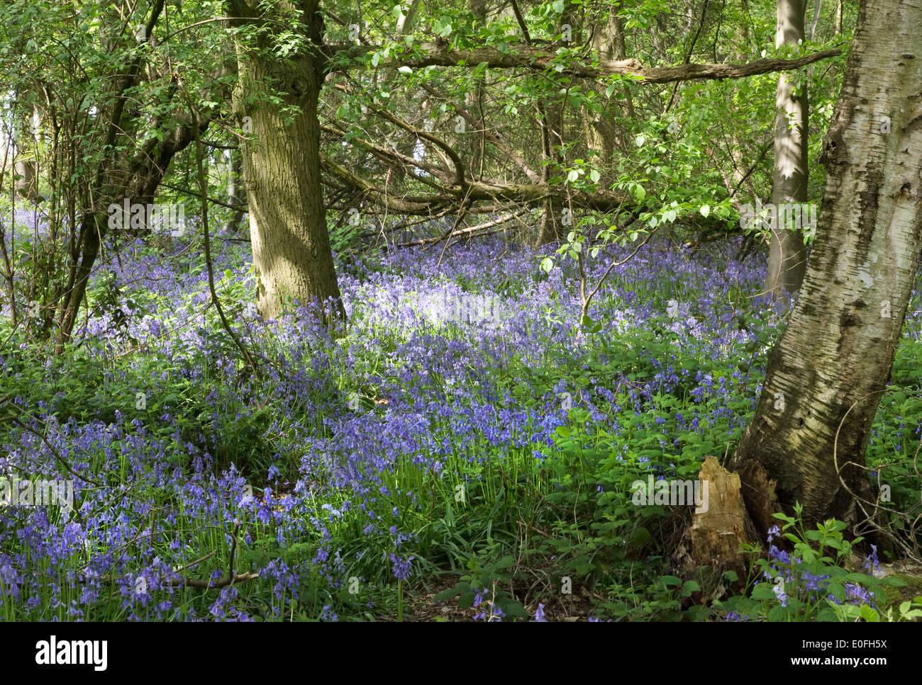 Bluebell carpet in woodlands