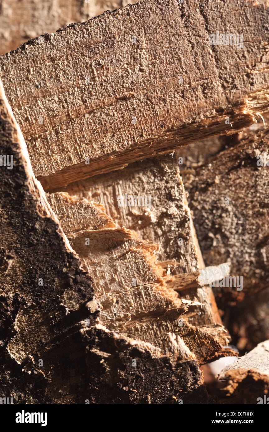 wet and dry rot of weathered shuttering ply showing decay from fungi what hyphae mycelium and