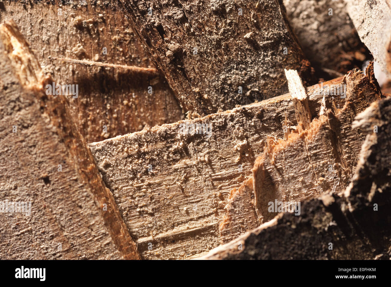 wet and dry rot of weathered shuttering ply showing decay from fungi what hyphae mycelium and