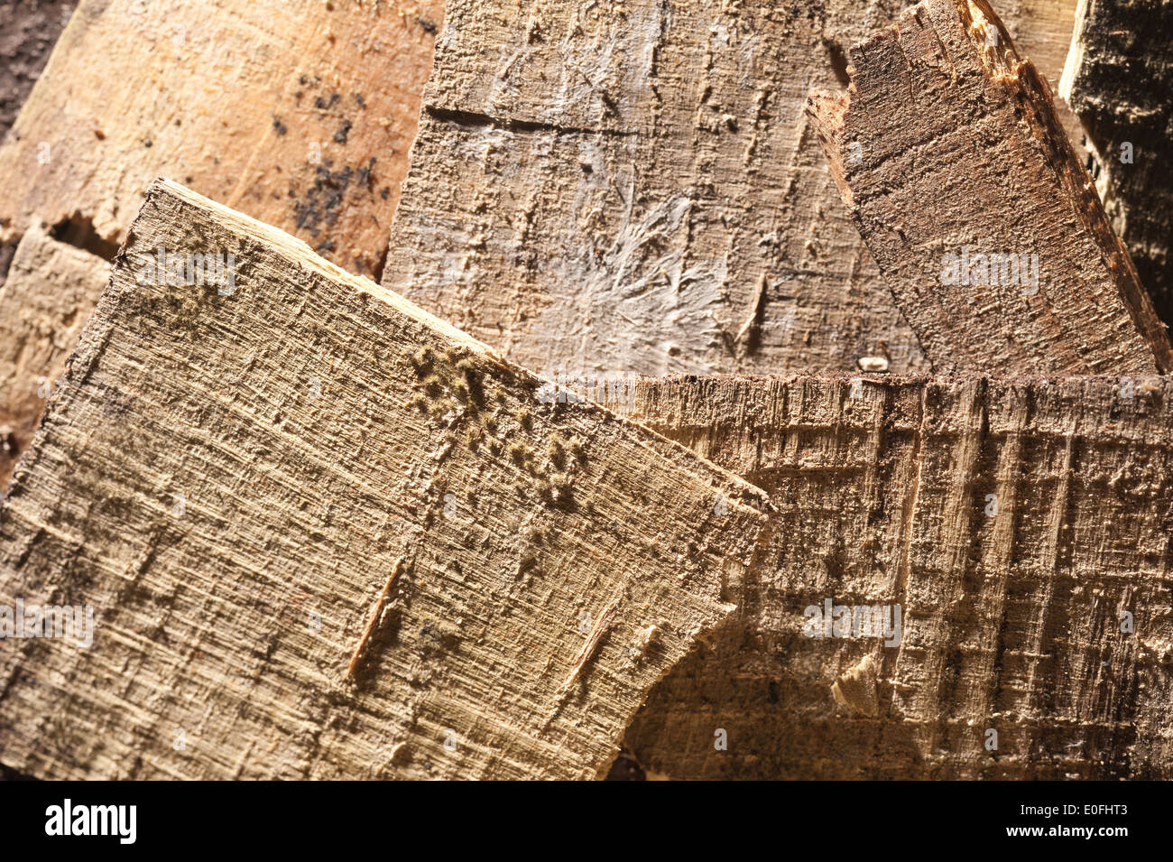wet and dry rot of weathered shuttering ply showing decay from fungi what hyphae mycelium and
