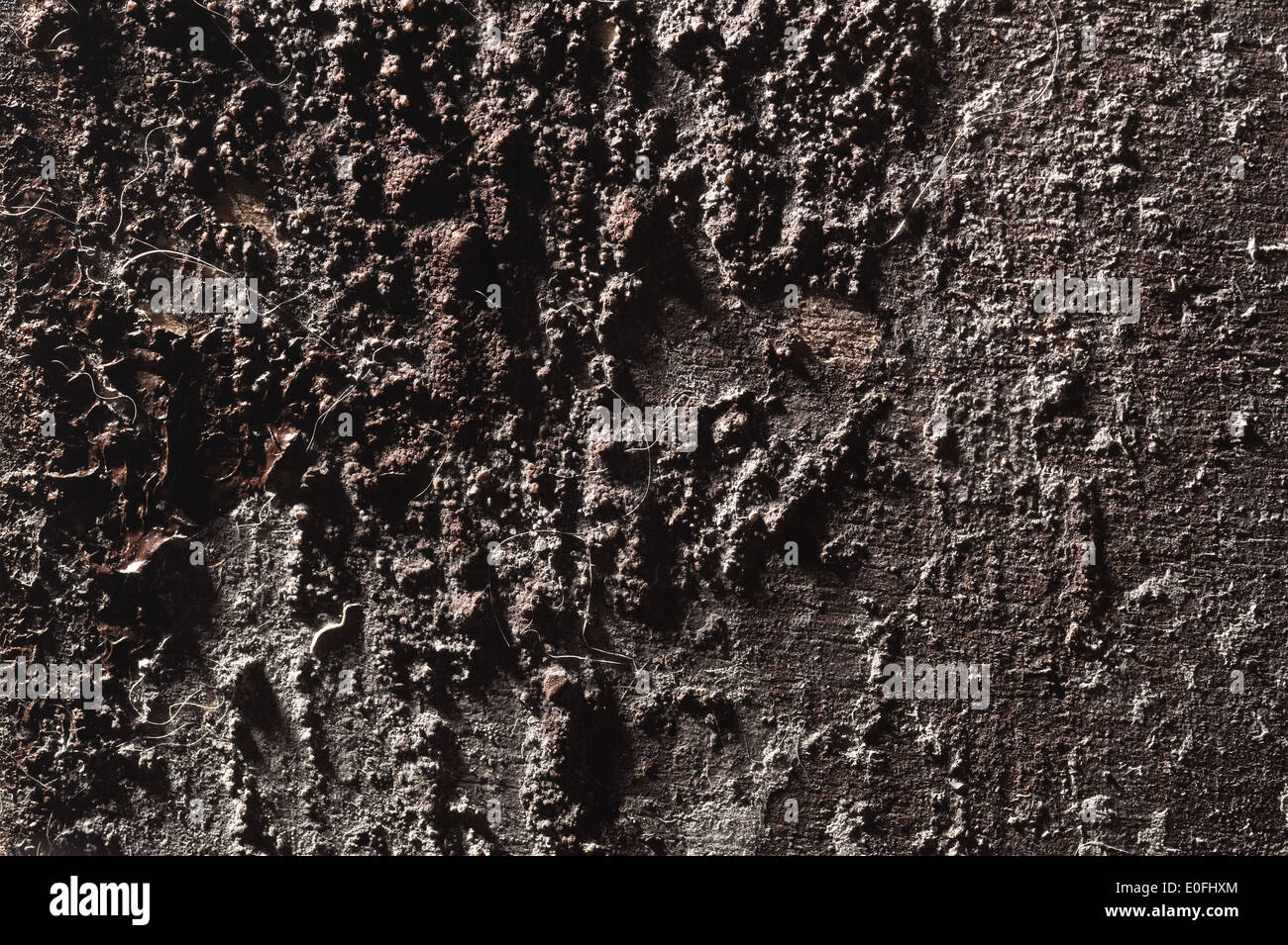 raised layers of dirt dust fungi spores covering surface of timber like an alien world full of craters like moon surface Stock Photo