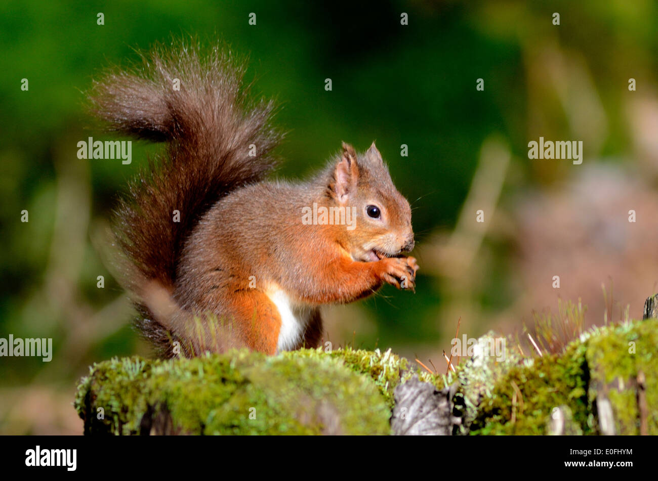 red squirrel sciurus vulgaris leucourus squirrels anumal animals mammal mammals nature wildlife Stock Photo