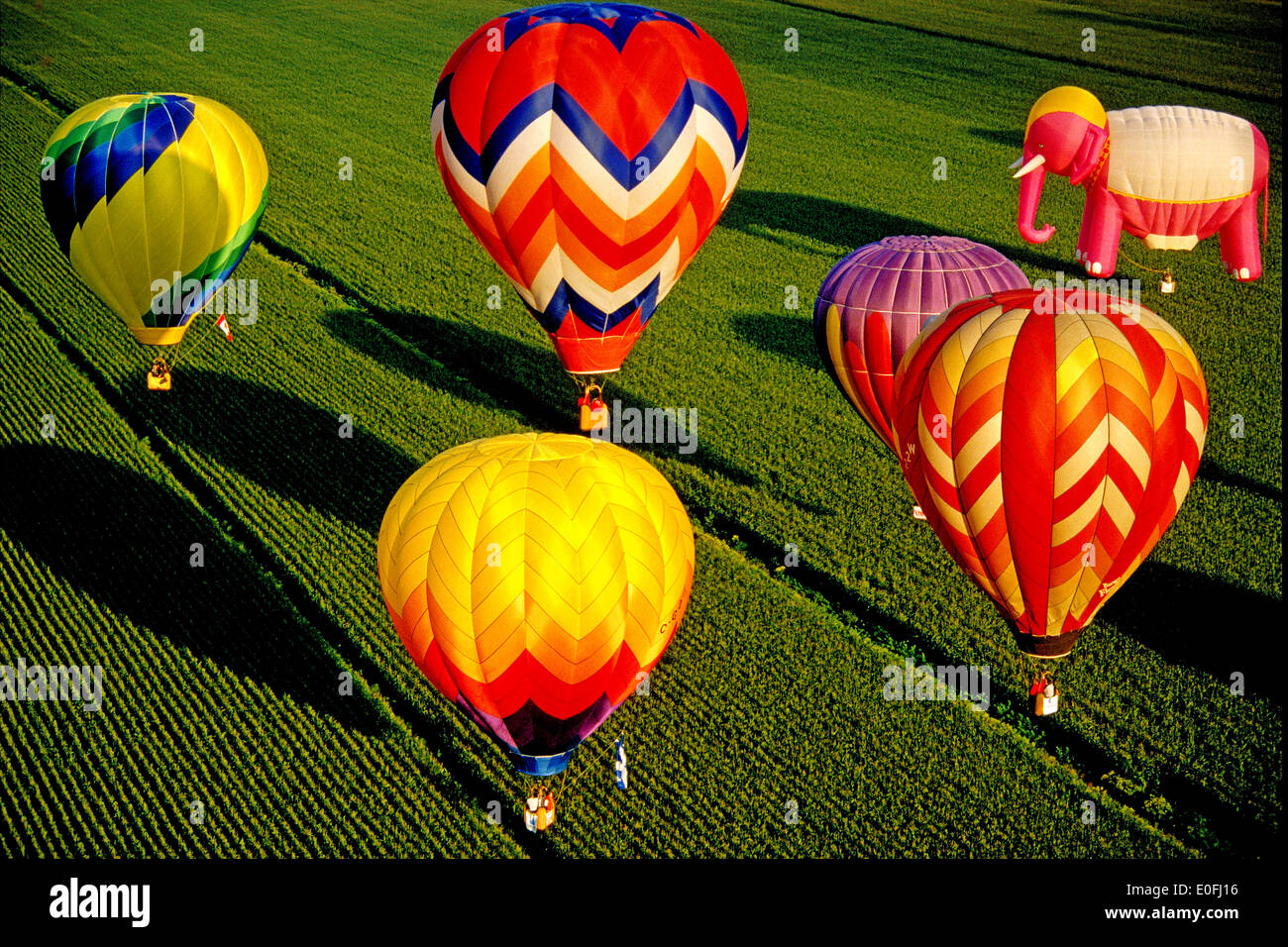 Hot air balloons soaring in the sky at the Albuquerque Balloon Festival highlighting the vibrant colors of 2025
