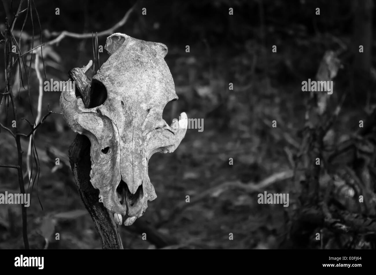 a hunters prize, a hunters path decorated with skulls to mark his territory Stock Photo