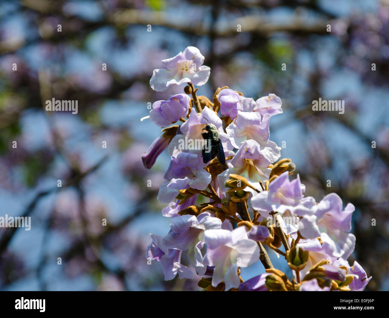 The flower of paulownia with insect Stock Photo