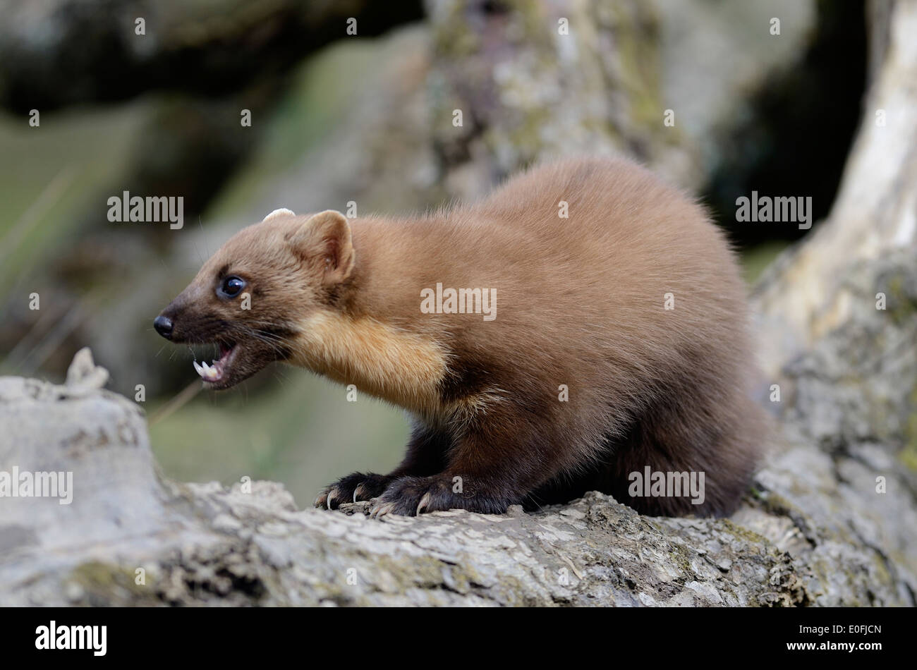 pine marten martes martes mustelid Carnivora Mustelidae hunter Stock Photo