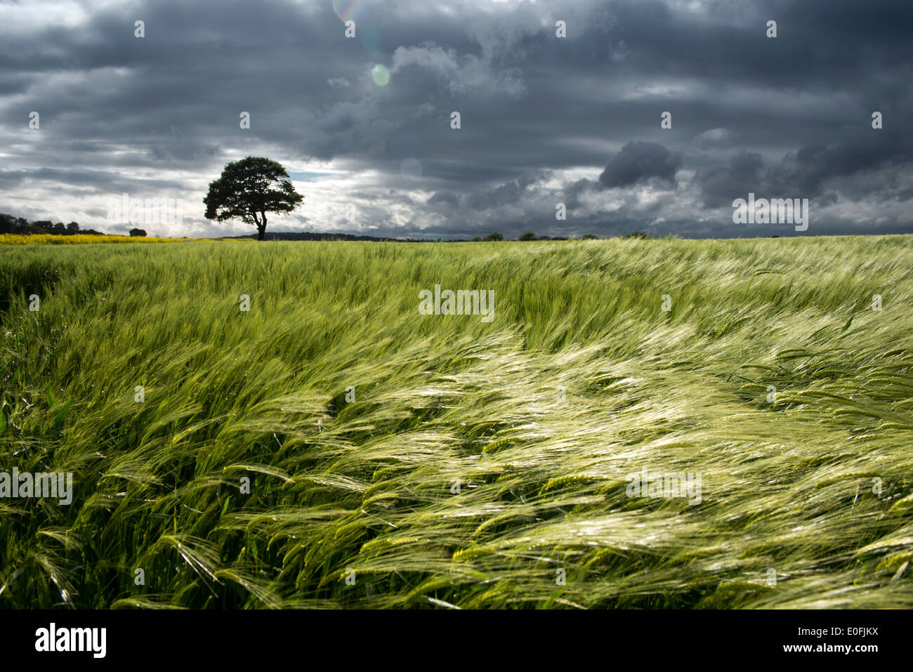 Wind blows through a field of wheat in Tollerton, Nottinghamshire