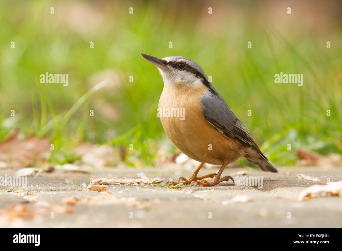 A Nuthatch on the ground eating peanuts Stock Photo