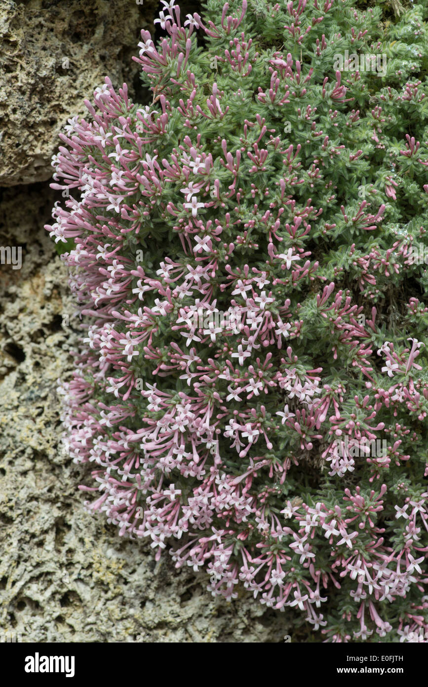 Arcadian Woodruff: Asperula arcadiensis Stock Photo