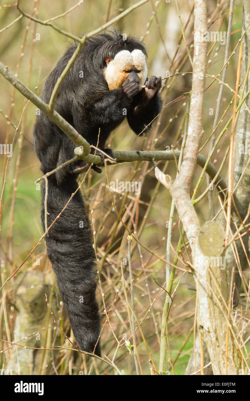 White-faced Saki (Pithecia pithecia) or also known as Golden-face saki ...
