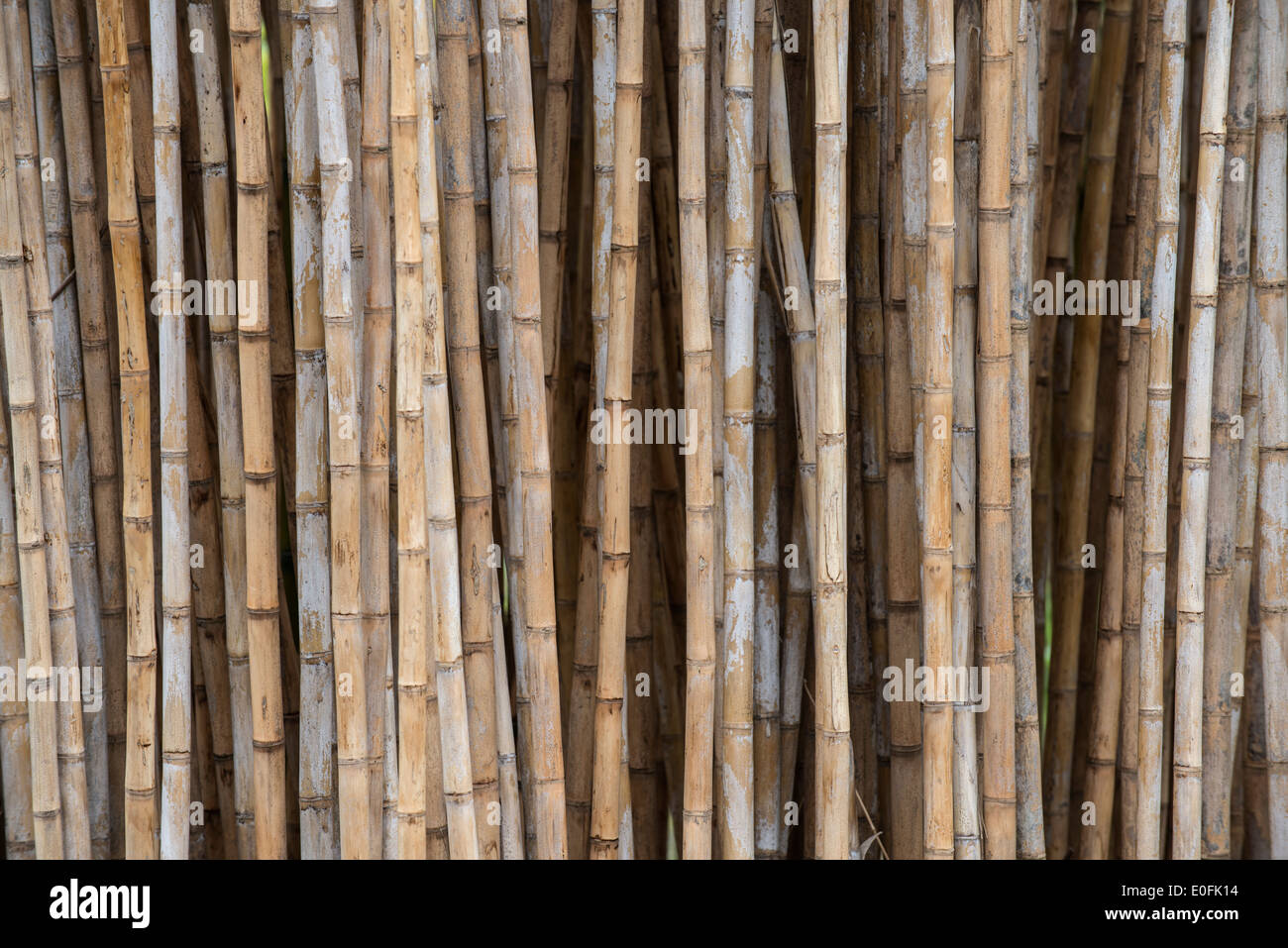 Bamboo: Chusquea culeou Stock Photo